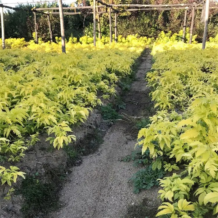花叶接骨木苗