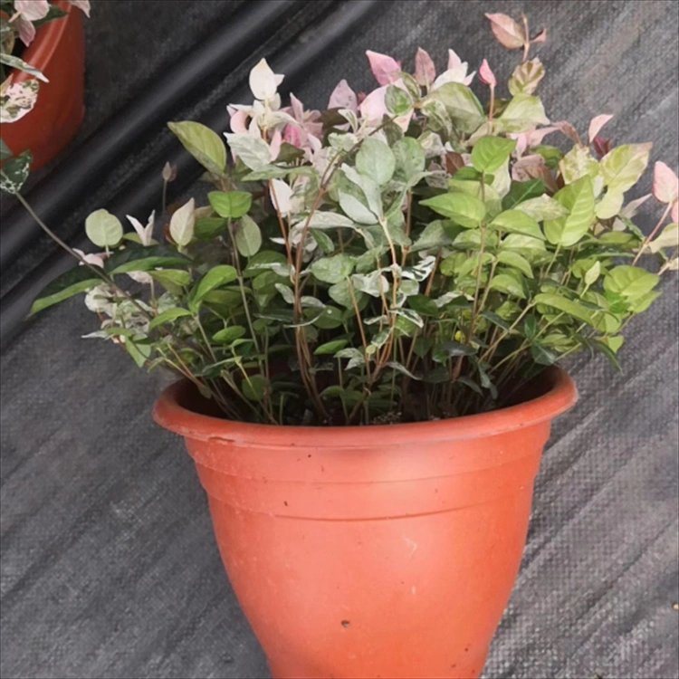 花叶络石杯苗容器苗