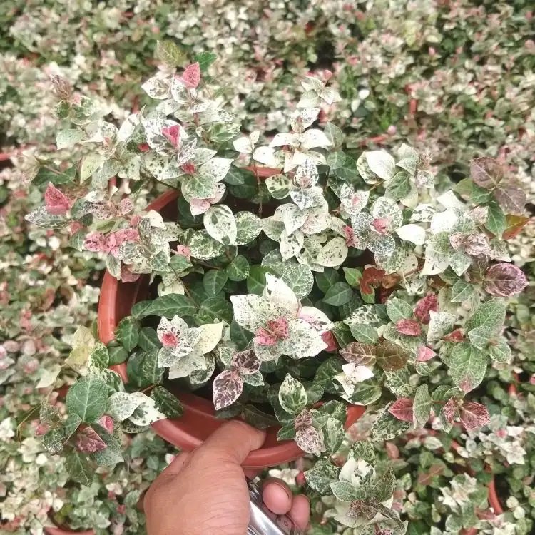 花叶络石杯苗容器苗