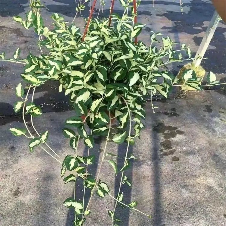 花叶蔓常春杯苗容器苗
