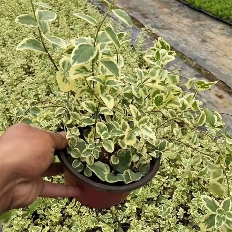 花叶蔓常春杯苗容器苗