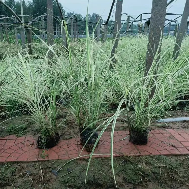 花叶芒杯苗容器苗