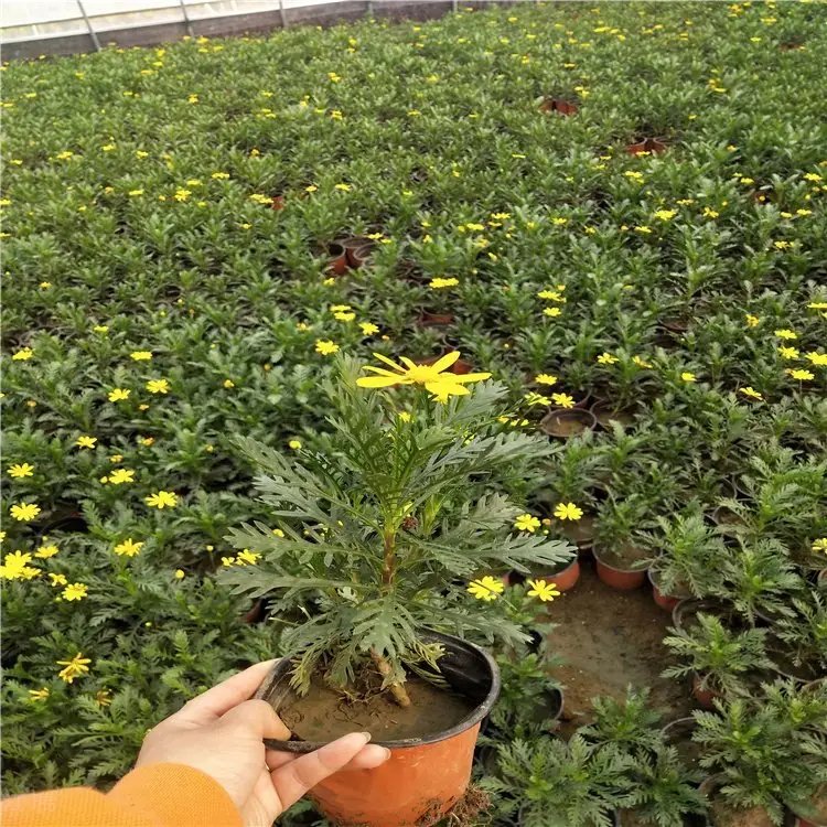 黄金菊杯苗容器苗