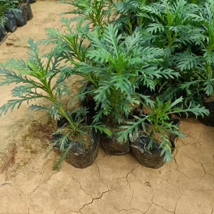 黄金菊杯苗容器苗
