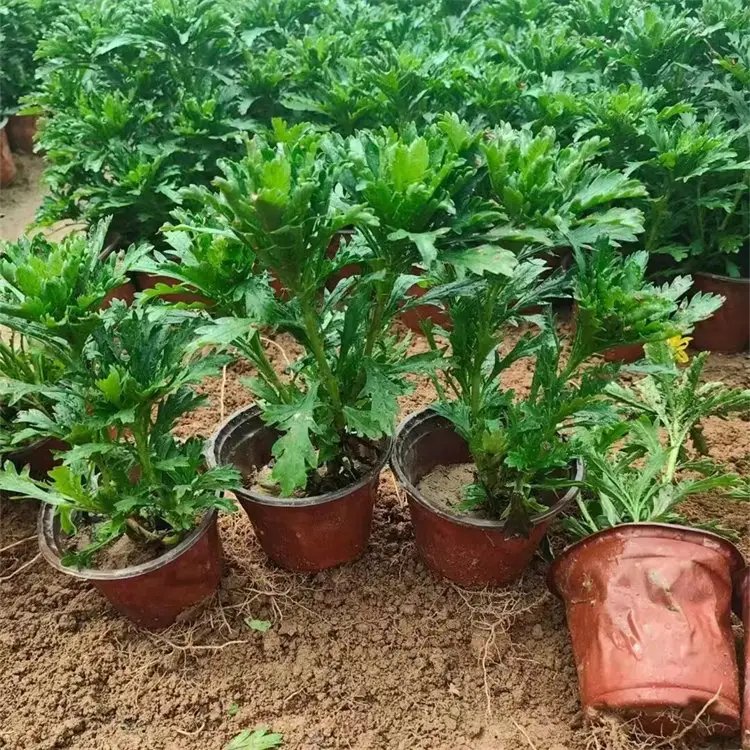 黄金菊杯苗容器苗