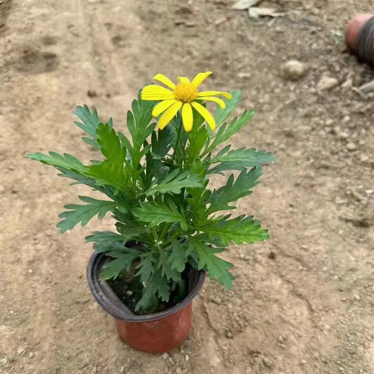 黄金菊杯苗容器苗