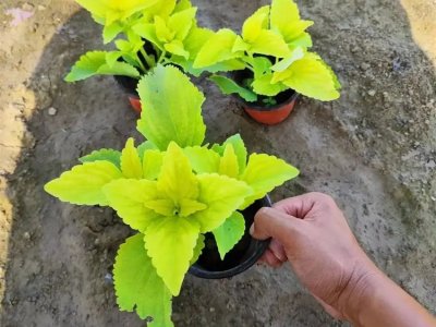 黄色彩叶草