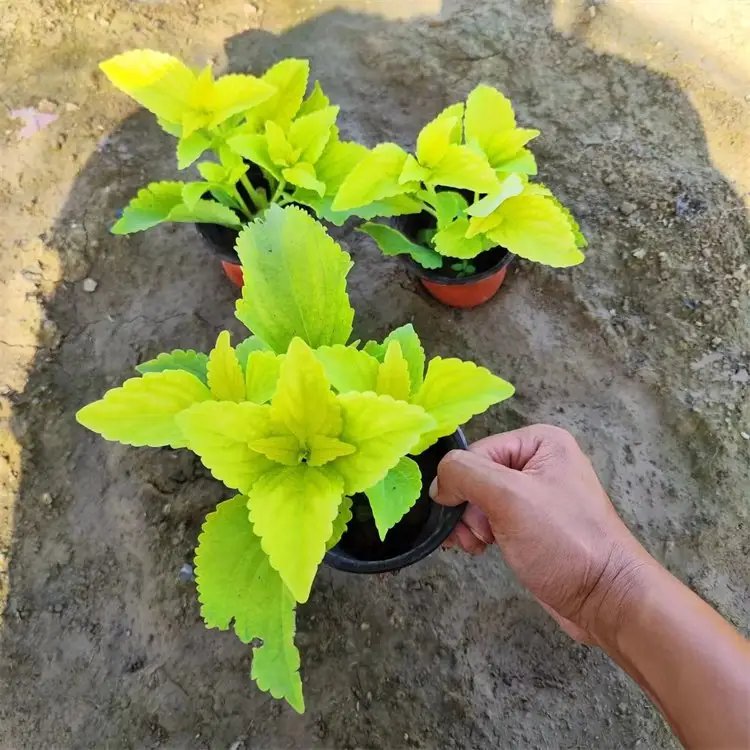 黄色彩叶草杯苗容器苗
