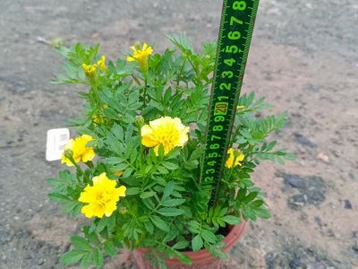 黄色孔雀草