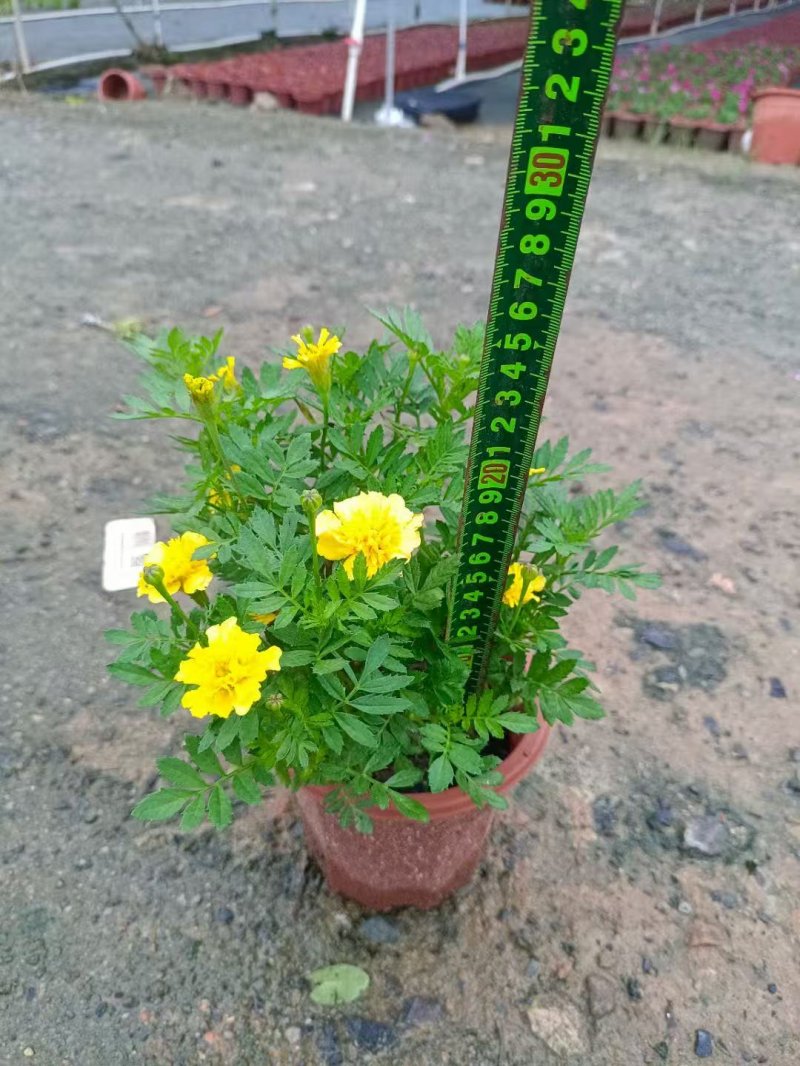 黄色<a href='https://www.lvbad.com/caohuazhongzi/1575.html' target='_blank'>孔雀草</a>杯苗容器苗