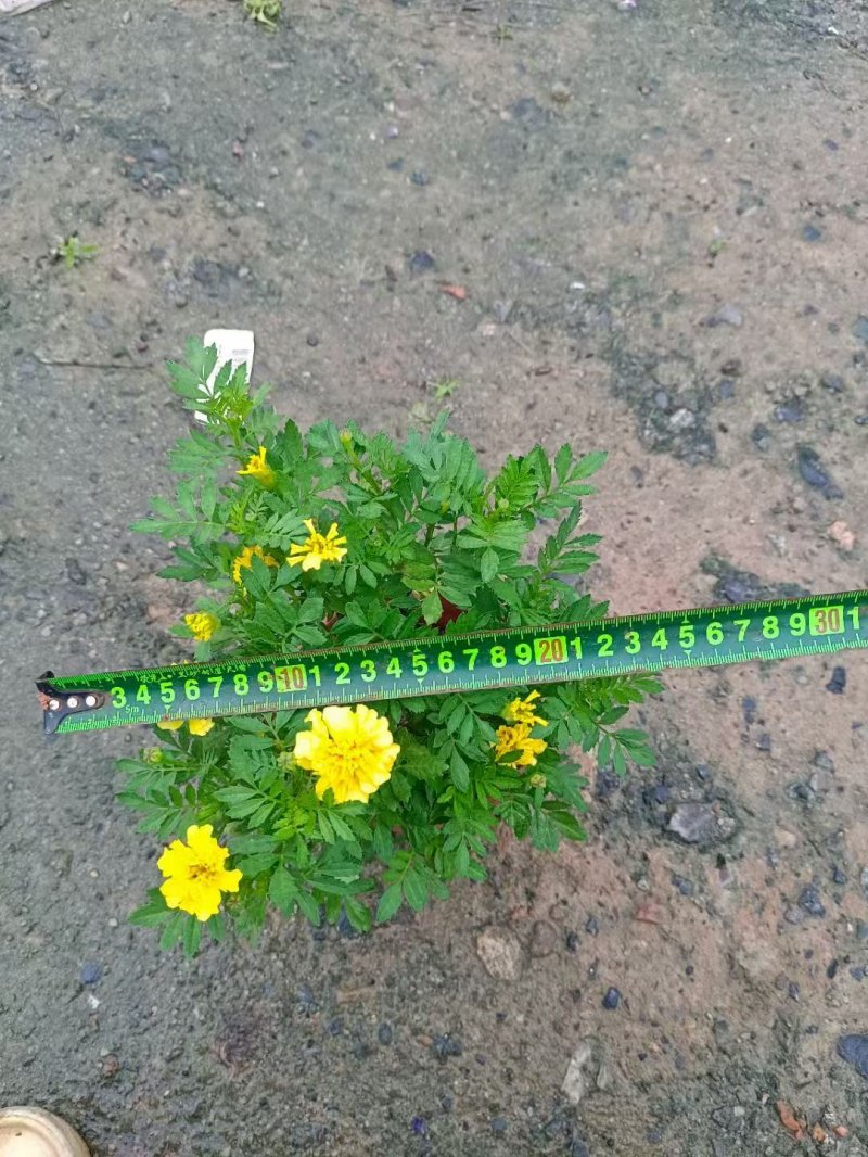 黄色<a href='https://www.lvbad.com/caohuazhongzi/1575.html' target='_blank'>孔雀草</a>杯苗容器苗