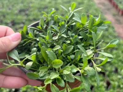 姬岩垂草