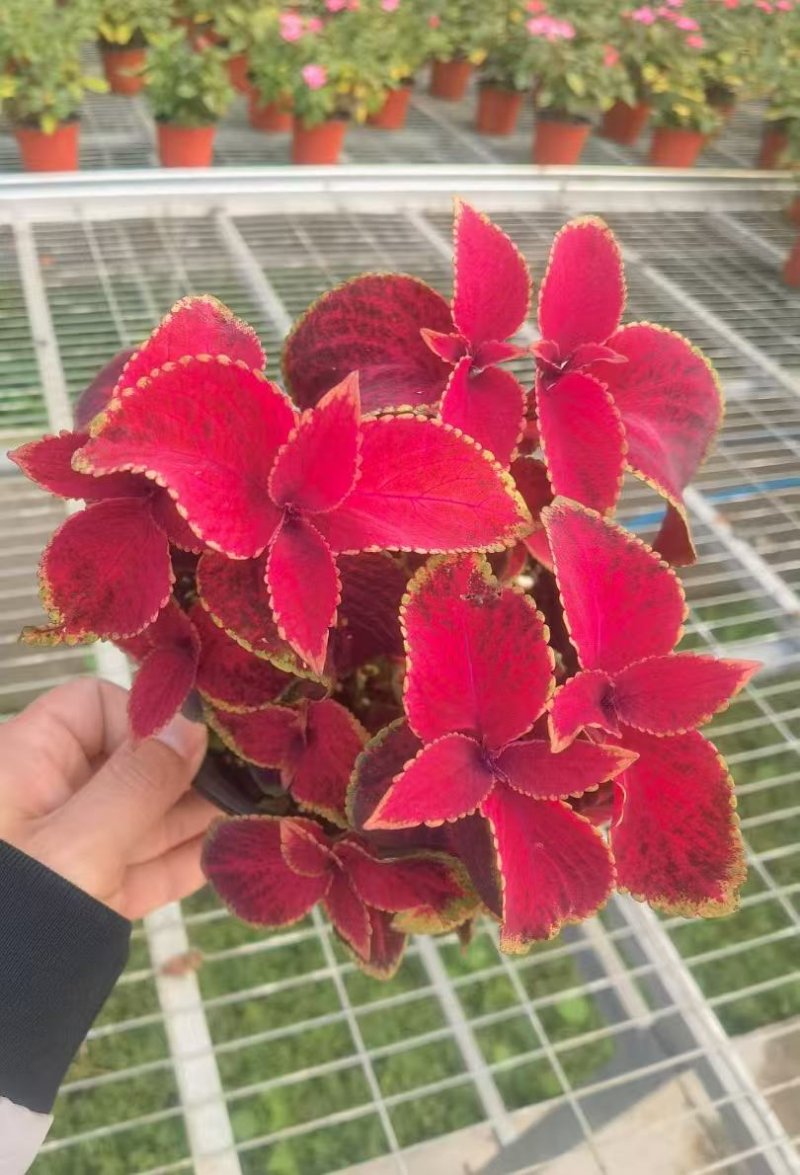 金边彩叶草杯苗容器苗