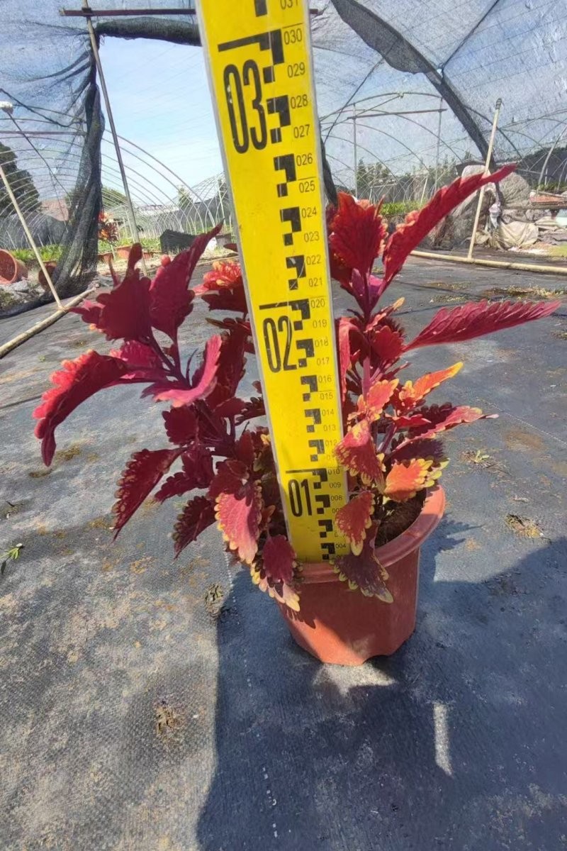 金边彩叶草杯苗容器苗