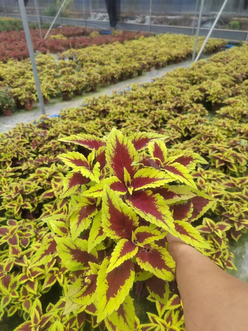 金边彩叶草杯苗容器苗