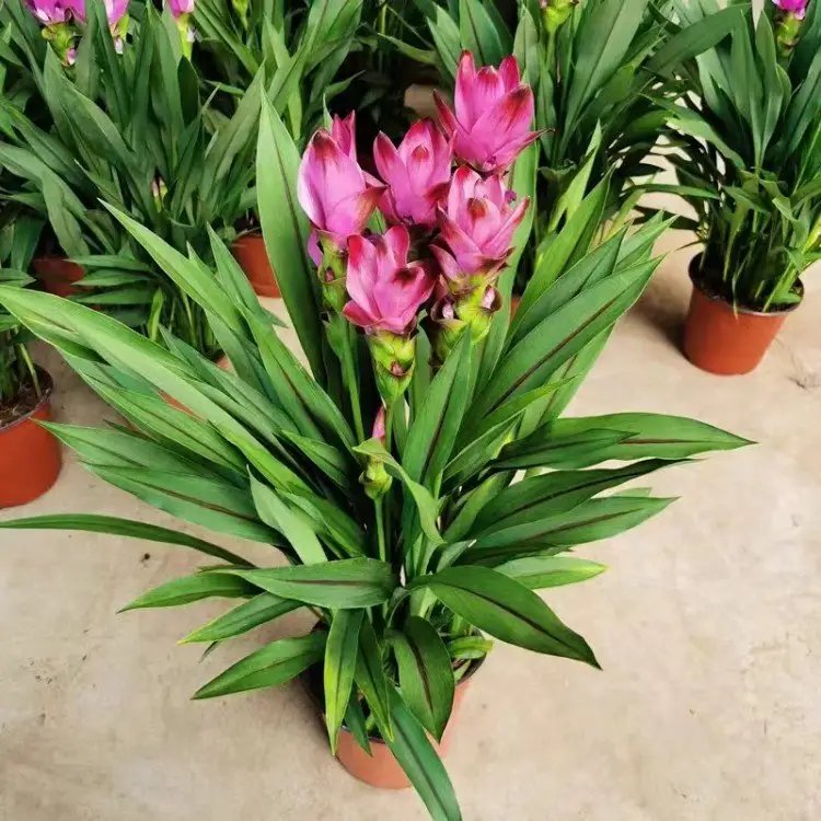 姜<a href='https://www.lvbad.com/caohuazhongzi/1059.html' target='_blank'>荷花</a>杯苗容器苗