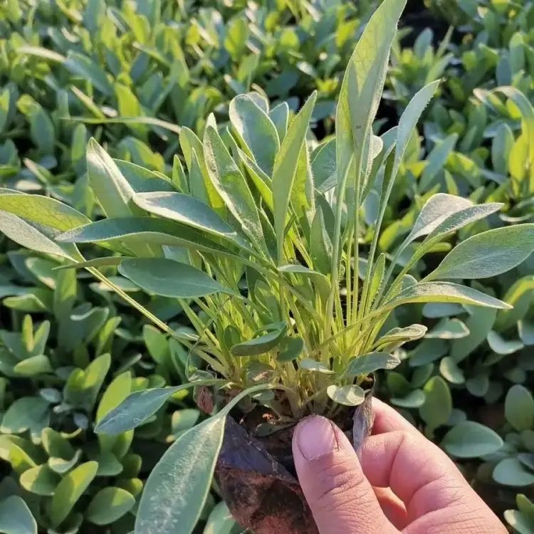 金鸡菊杯苗容器苗