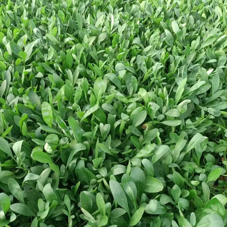 金鸡菊杯苗容器苗