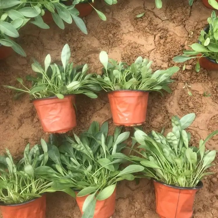 金鸡菊杯苗容器苗