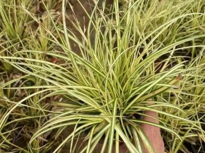 金叶苔草