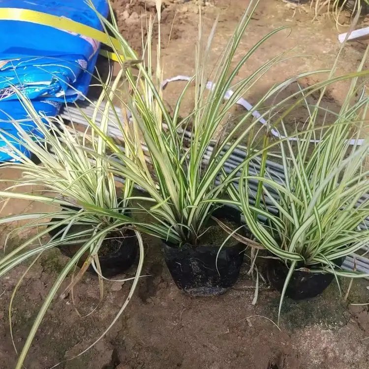 金叶苔草杯苗容器苗