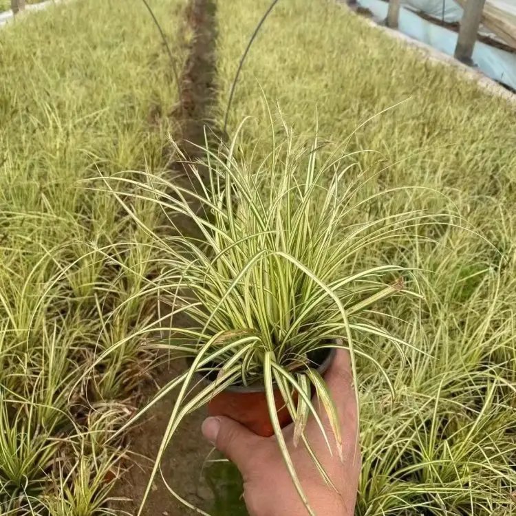 金叶苔草杯苗容器苗