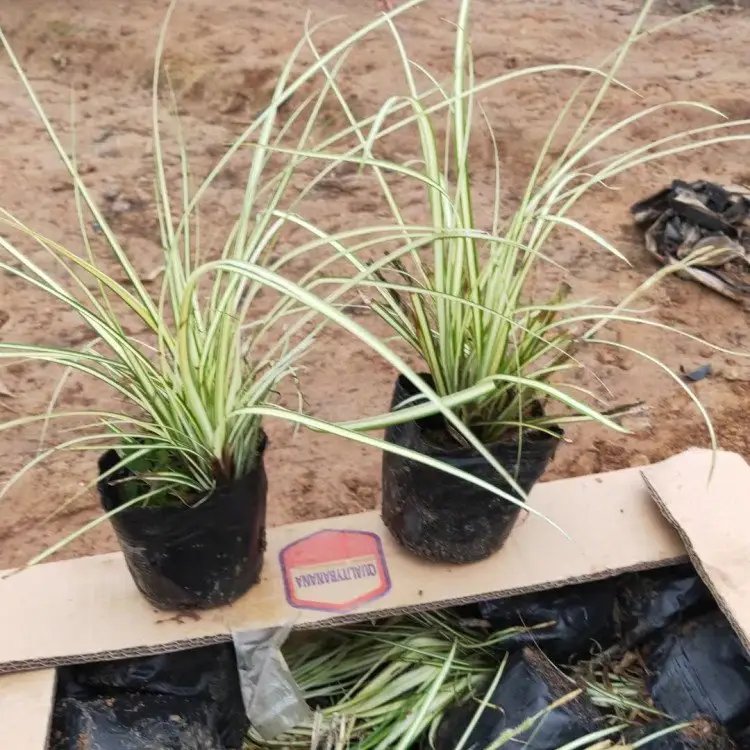 金丝苔草杯苗容器苗