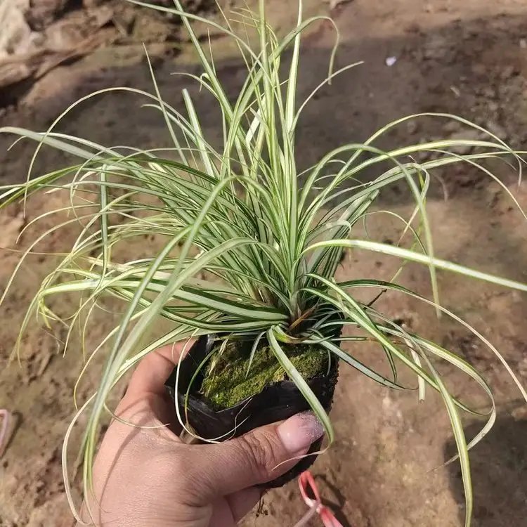 金丝苔草杯苗容器苗
