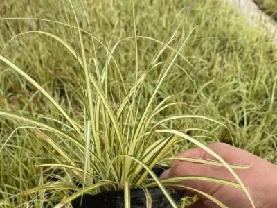 金丝苔草