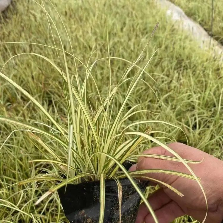 金丝苔草杯苗容器苗
