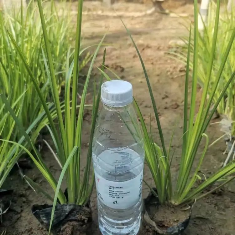 金叶石<a href='https://www.lvbad.com/caohuazhongzi/1029.html' target='_blank'>菖蒲</a>杯苗容器苗