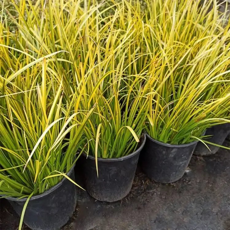 金叶石菖蒲杯苗容器苗