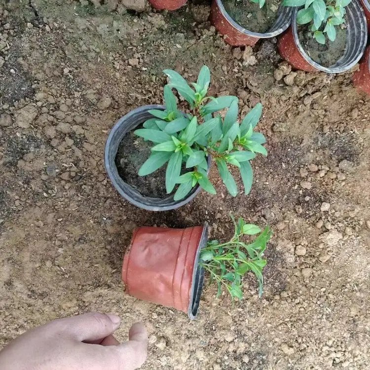 金鱼草杯苗容器苗