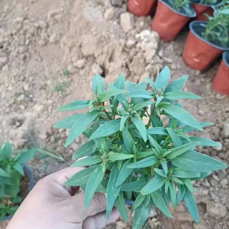 金鱼草杯苗容器苗