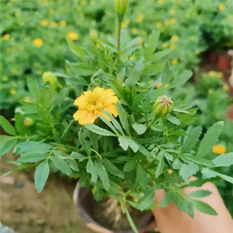 <a href='https://www.lvbad.com/caohuazhongzi/1575.html' target='_blank'>孔雀草</a>杯苗容器苗