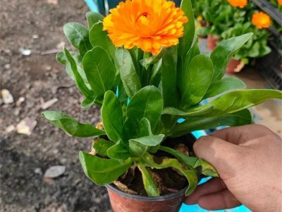 金盏菊