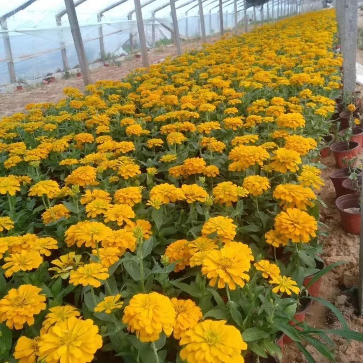 矮杆<a href='https://www.lvbad.com/caohuazhongzi/1020.html' target='_blank'>百日草</a>杯苗容器苗