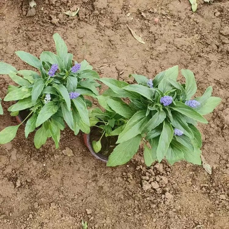 蓝花<a href='https://www.lvbad.com/caohuazhongzi/1626.html' target='_blank'>鼠尾草</a>杯苗容器苗