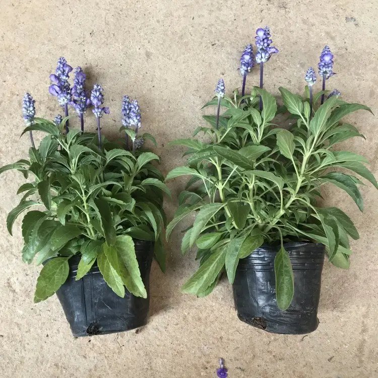 蓝花鼠尾草杯苗容器苗