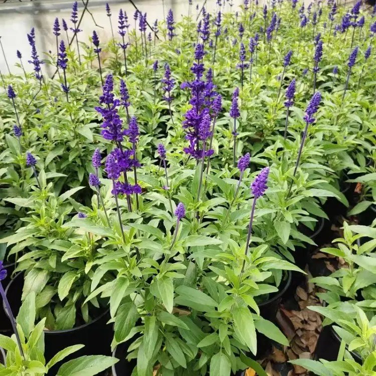 蓝花鼠尾草杯苗容器苗
