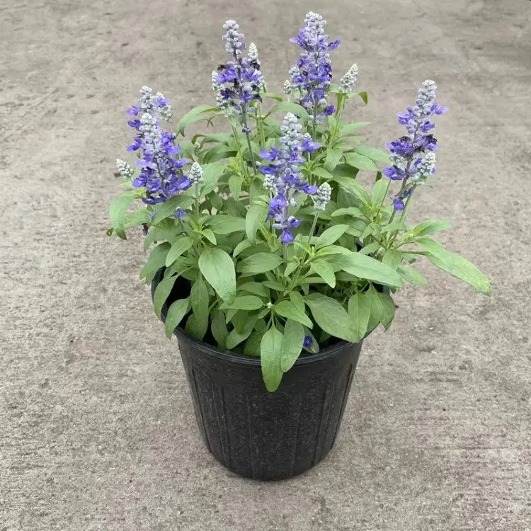 蓝花鼠尾草杯苗容器苗