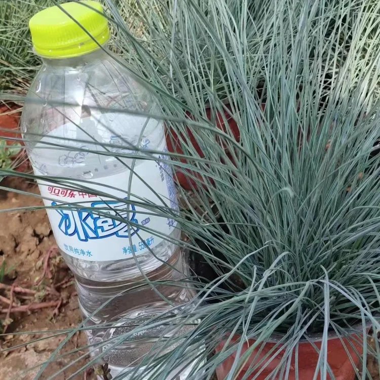 蓝羊茅杯苗容器苗