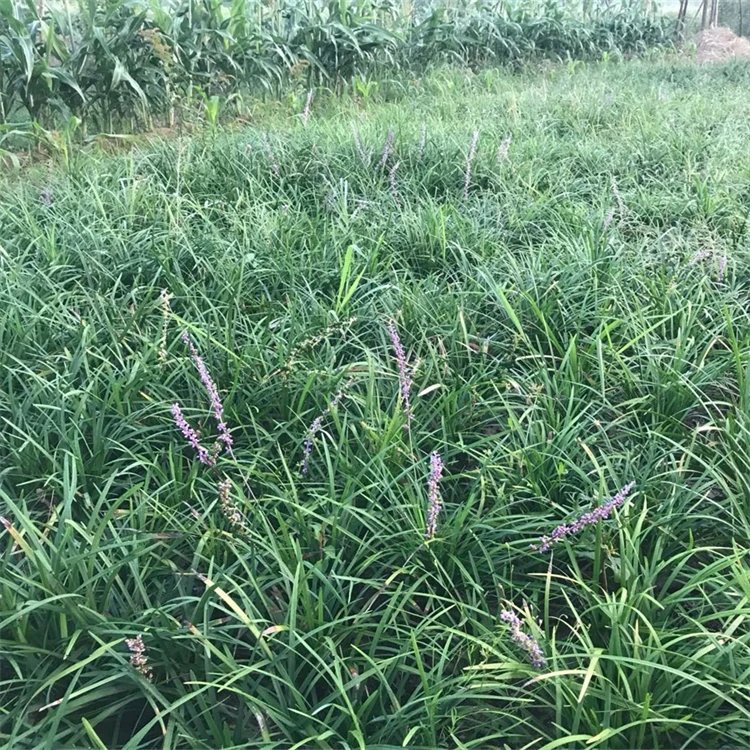 兰花三七杯苗容器苗