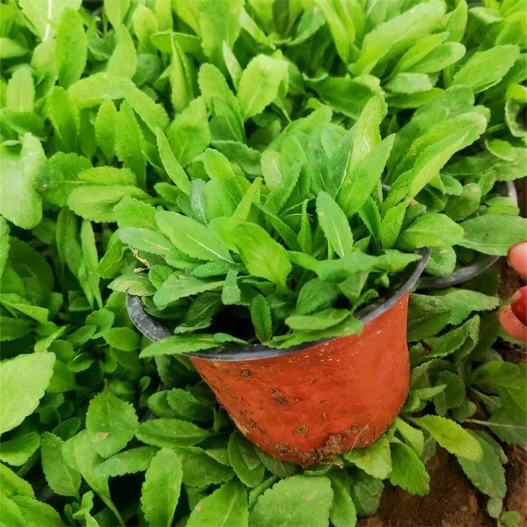 林荫鼠尾草杯苗容器苗