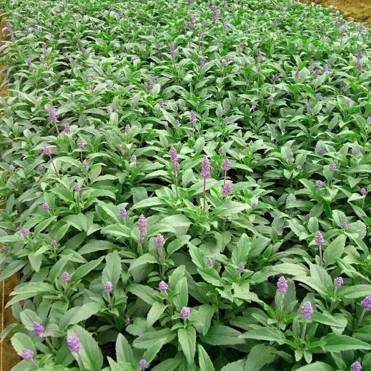 林荫鼠尾草杯苗容器苗
