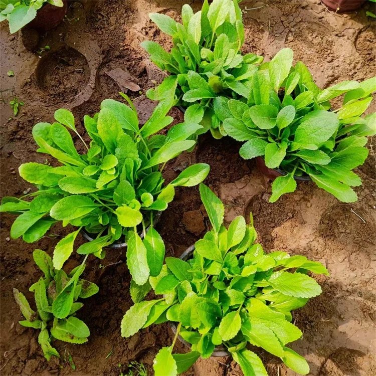 林荫鼠尾草杯苗容器苗