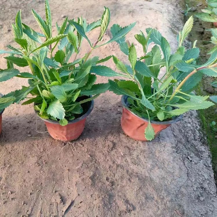 柳叶<a href='https://www.lvbad.com/caohuazhongzi/1590.html' target='_blank'>马鞭草</a>杯苗容器苗
