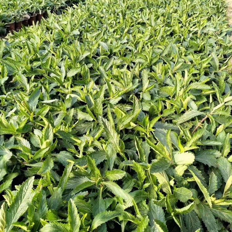柳叶马鞭草杯苗容器苗
