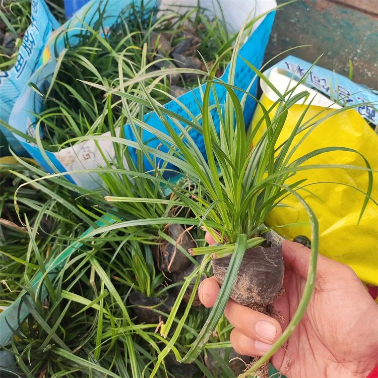 崂峪苔草杯苗容器苗