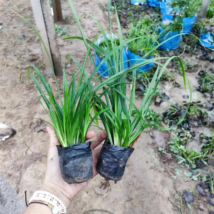 崂峪苔草杯苗容器苗